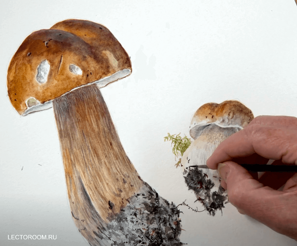 Ботаническая живопись. Белый гриб