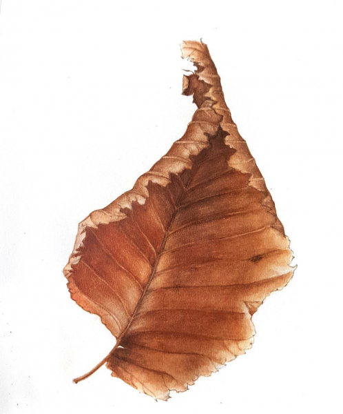 Botanical painting. Withered leaf