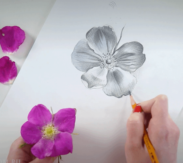 Ботаническая живопись. Шиповник карандашом