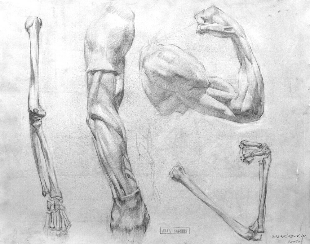 7. Рисунок костей и экорше рук в одном и том же положении согнутая и прямая рука
