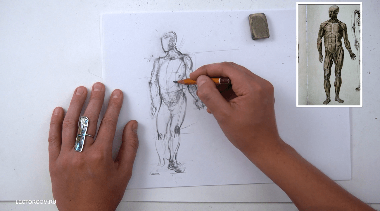 Фигура: пропорции, пластика, построение и азы анатомии